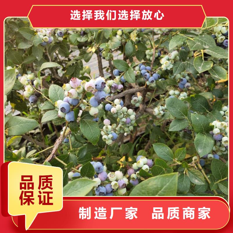 藍(lán)莓-大品牌質(zhì)量有保障同城經(jīng)銷商