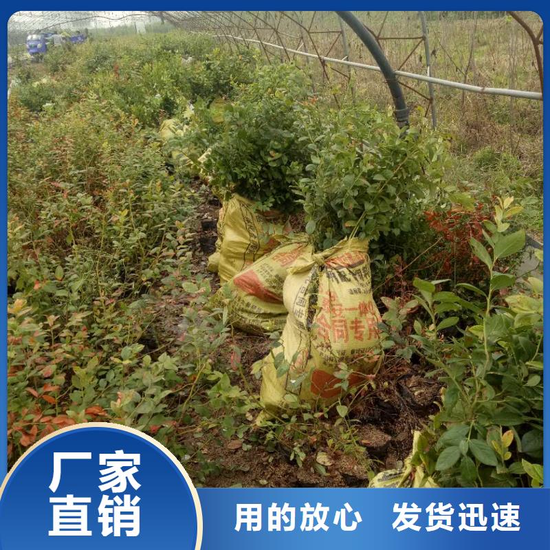 藍莓質(zhì)量穩(wěn)妥源頭廠家直銷