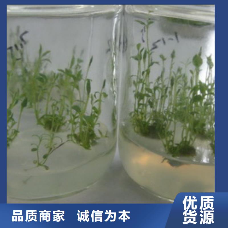 生產(chǎn)藍莓廠家-可定制