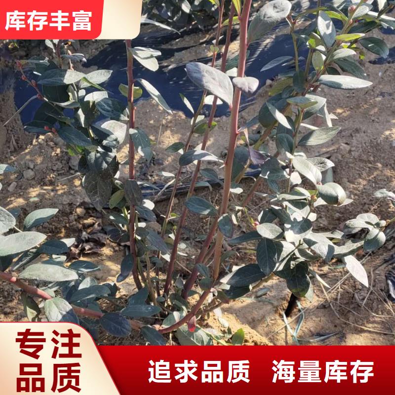 藍(lán)莓廠家現(xiàn)貨銷(xiāo)售同城生產(chǎn)商