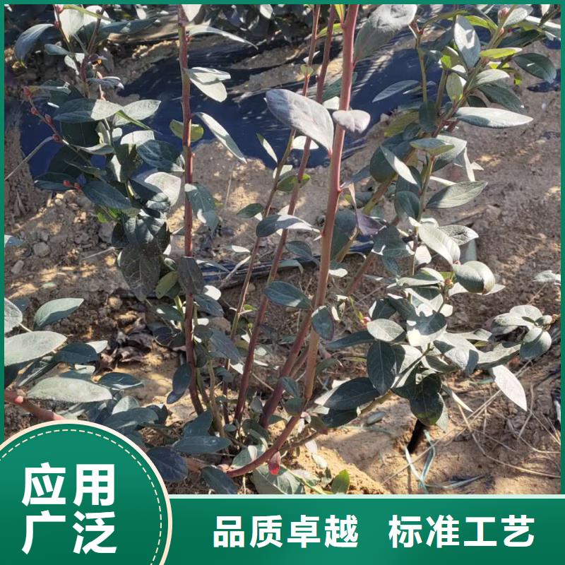 藍(lán)莓足量供應(yīng)