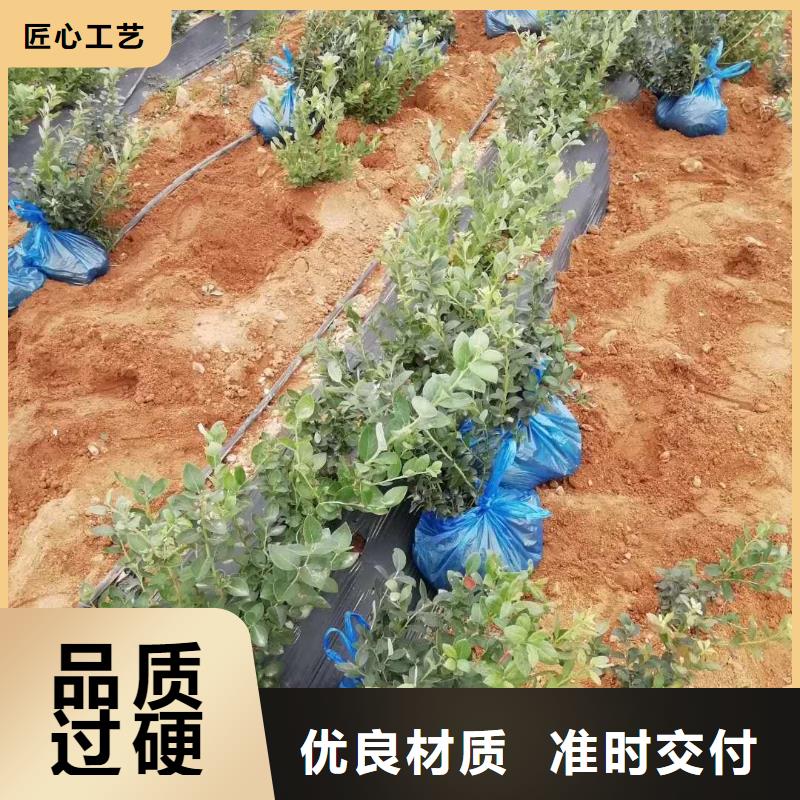 藍(lán)莓-藍(lán)莓來電咨詢用心制造