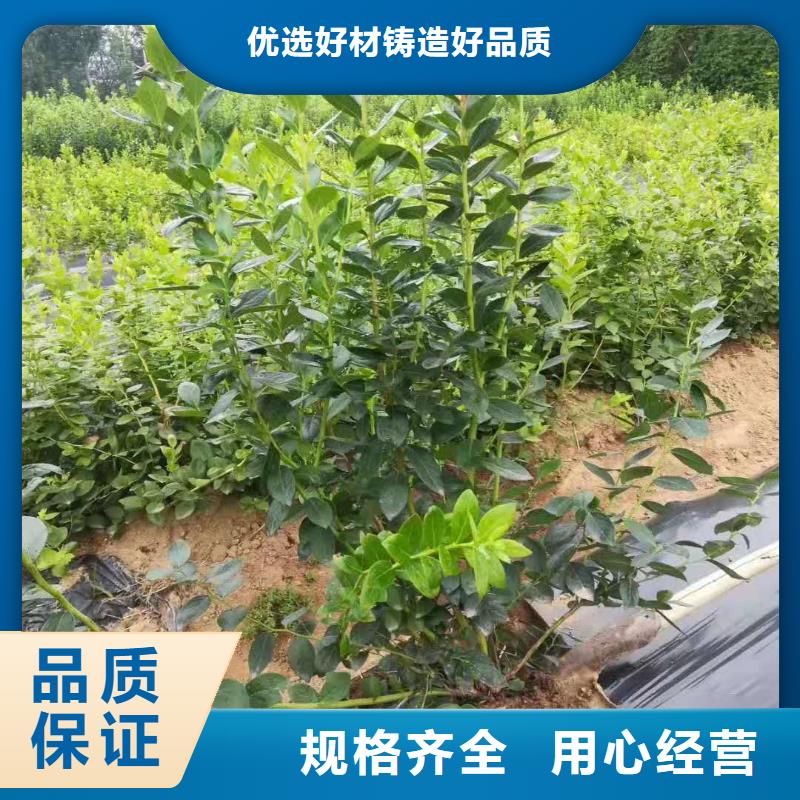 藍(lán)莓源頭供應(yīng)商批發(fā)商