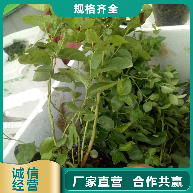 藍(lán)莓真正的廠家貨源