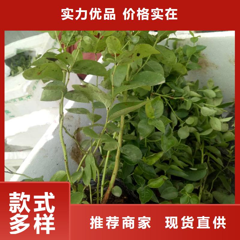 藍(lán)莓熱賣(mài)中多年經(jīng)驗(yàn)值得信賴(lài)