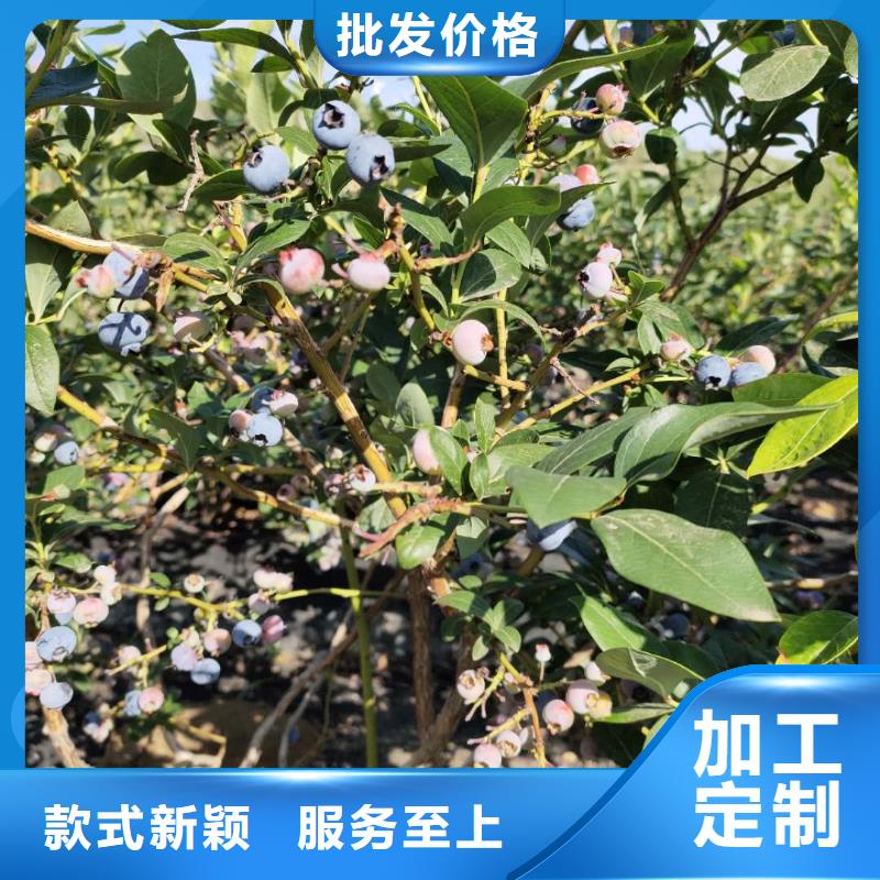 生產(chǎn)藍莓廠家-可定制