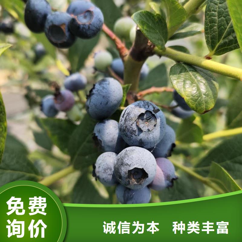 藍(lán)莓10年品質(zhì)_可信賴