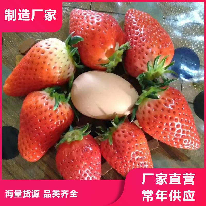 草莓-為您