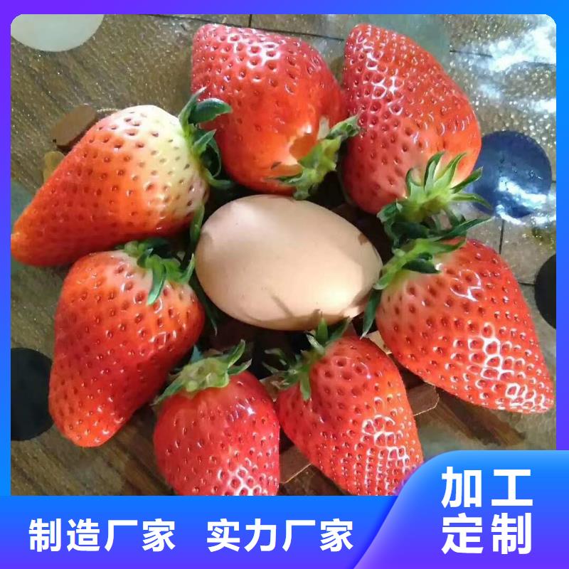 供應批發(fā)草莓-口碑好質量牢靠
