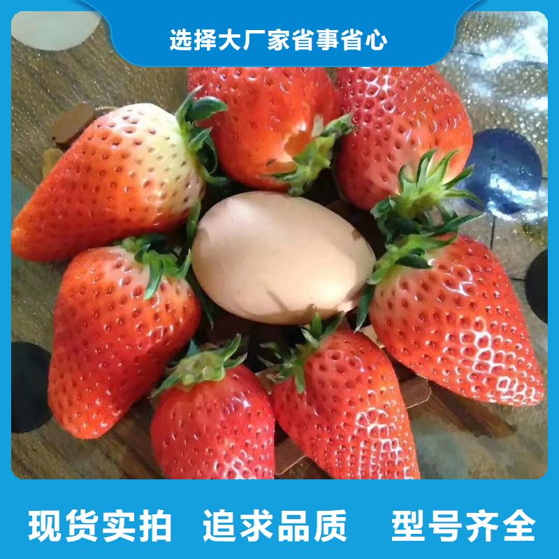 訂購草莓怎么選？
