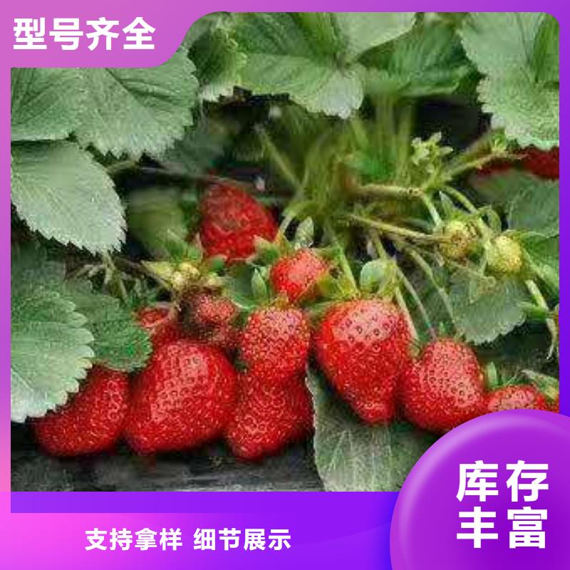 草莓-品牌廠家
