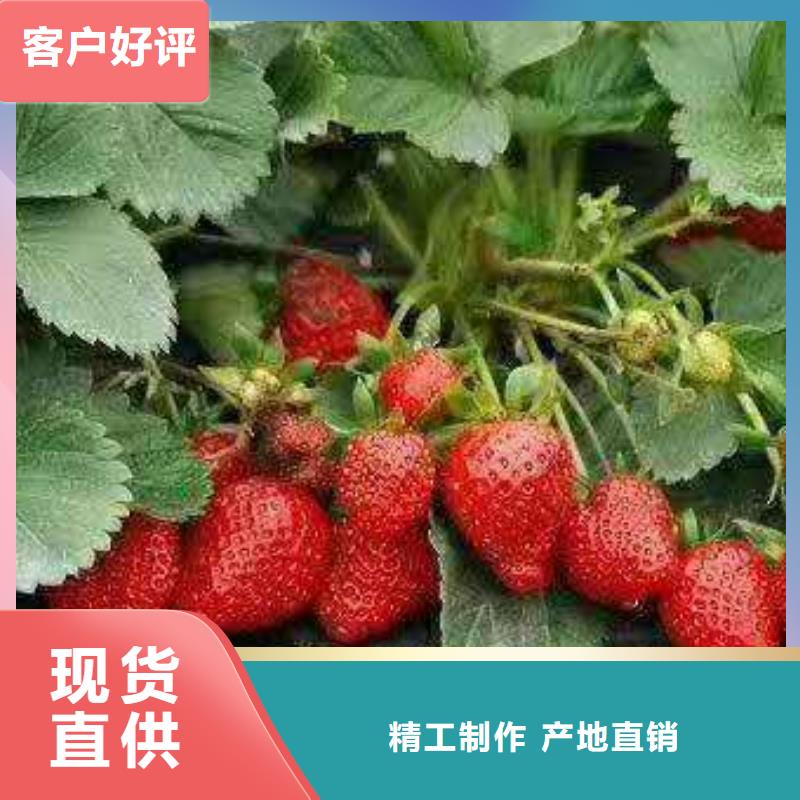 草莓一站式服務(wù)