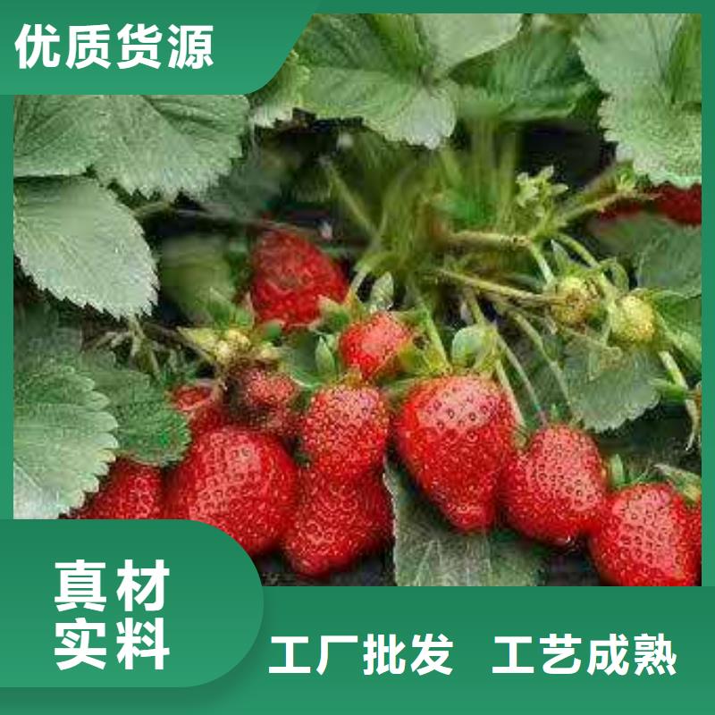 草莓_價(jià)格優(yōu)細(xì)節(jié)之處更加用心