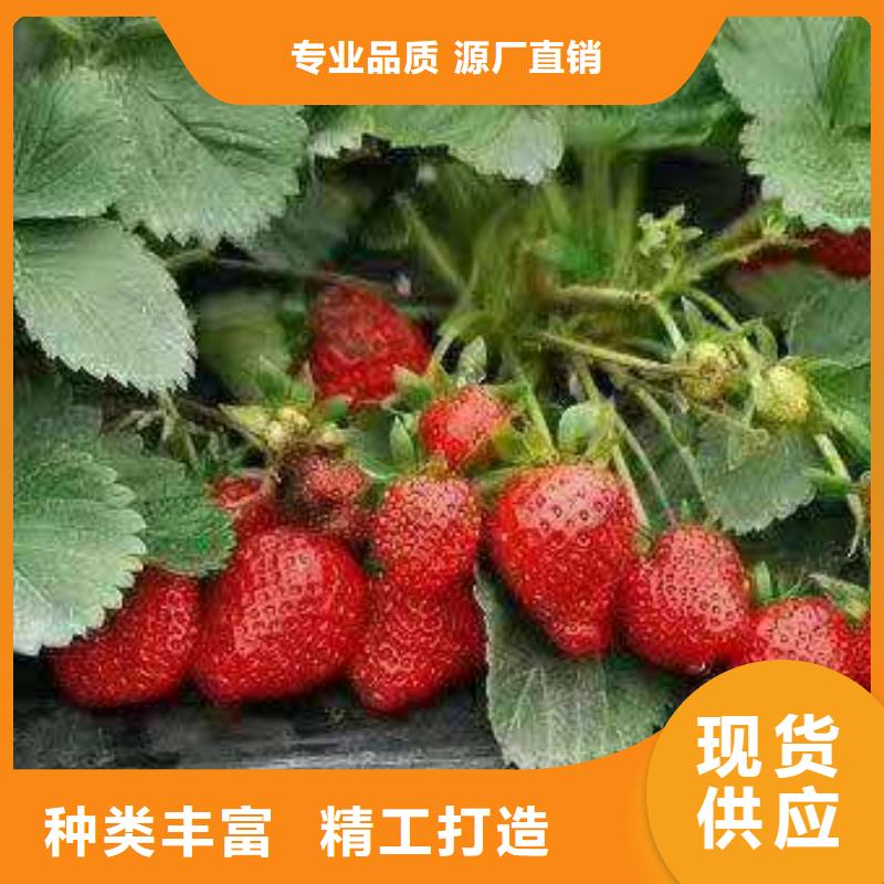 草莓廠家在什么位置