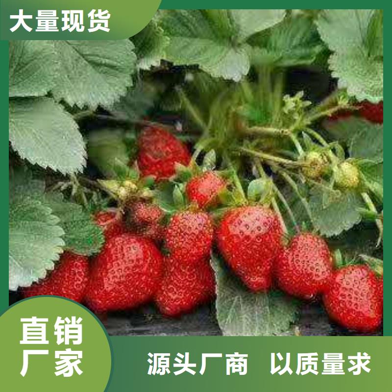 草莓現(xiàn)貨直銷當(dāng)?shù)厣a(chǎn)商