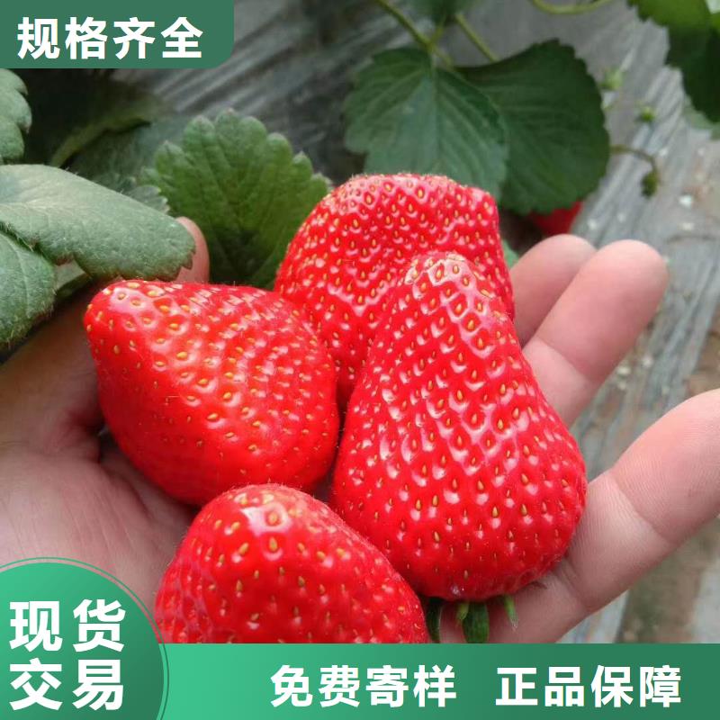 草莓生產(chǎn)廠家支持定制