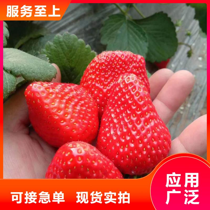 草莓價(jià)格-定制_潤(rùn)鑫苗木種植銷(xiāo)售中心當(dāng)?shù)厣a(chǎn)商