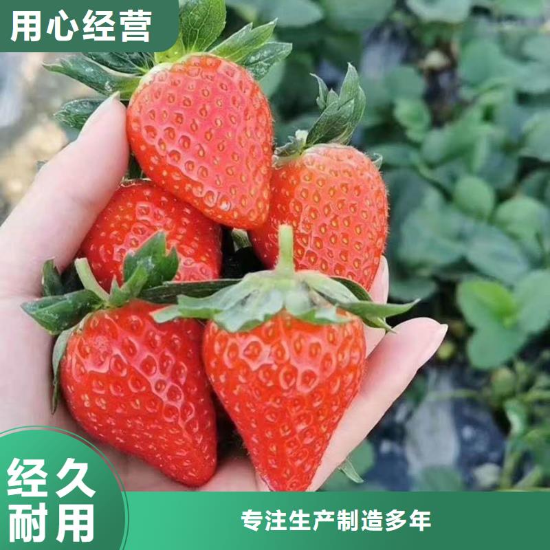 草莓、草莓廠家直銷(xiāo)-本地企業(yè)