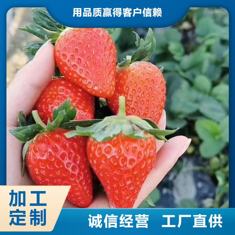 實力雄厚的草莓供貨商