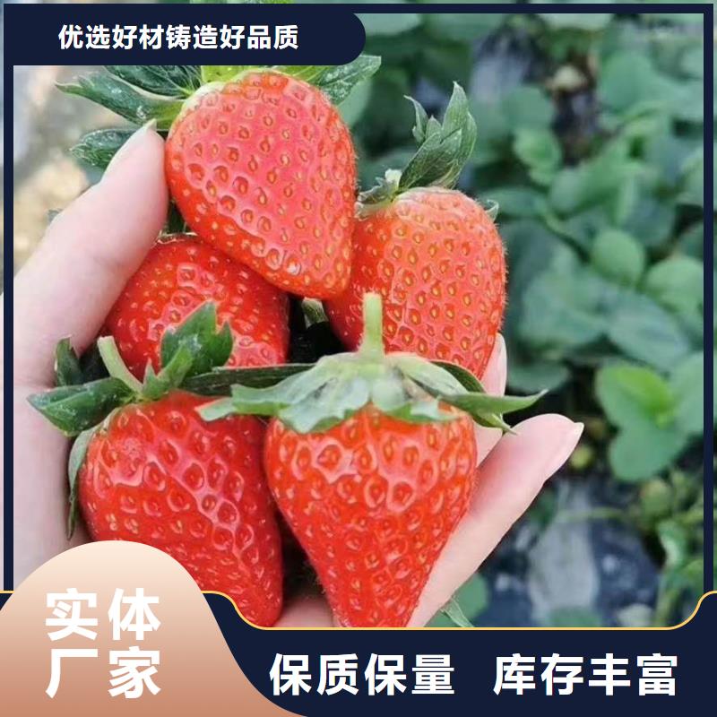 草莓采購(gòu)認(rèn)準(zhǔn)大廠同城廠家