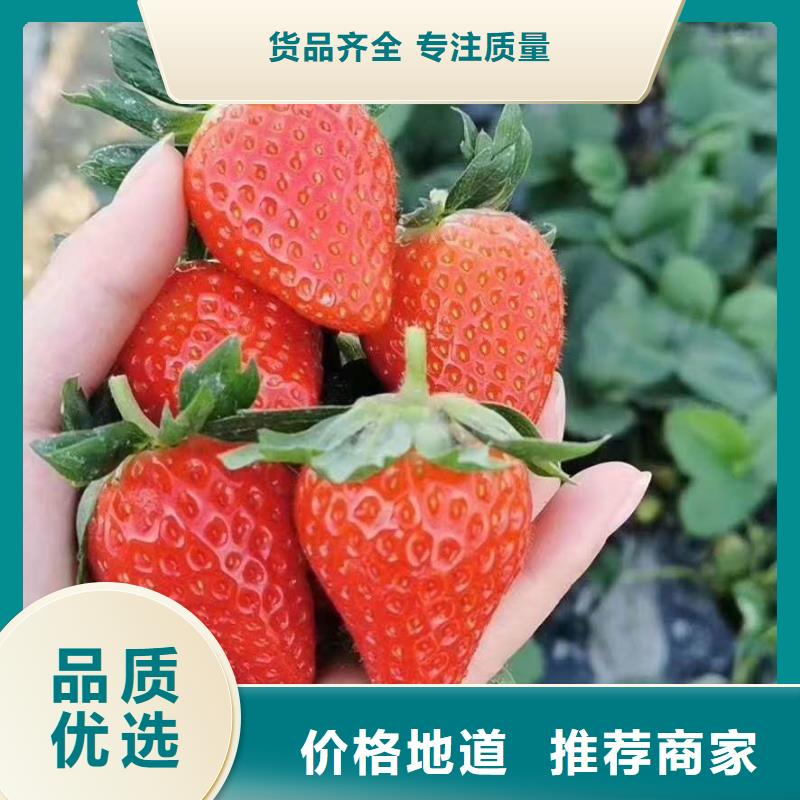 找草莓生產(chǎn)廠家