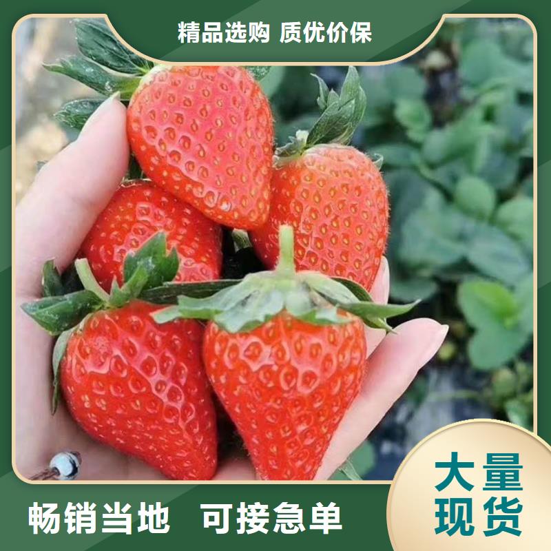 生產(chǎn)草莓的銷(xiāo)售廠家