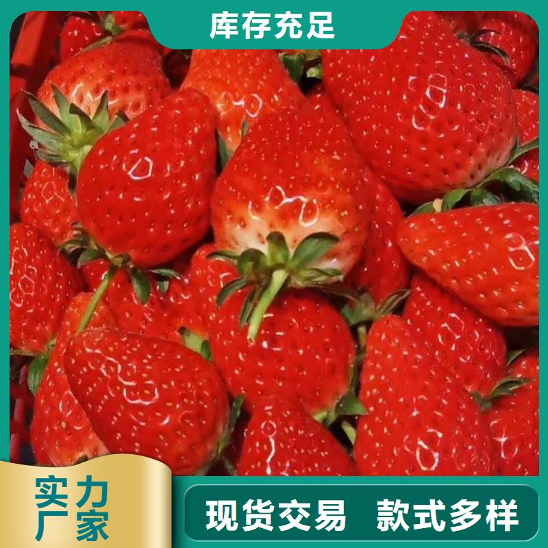 草莓、草莓廠家直銷-本地企業(yè)追求品質(zhì)