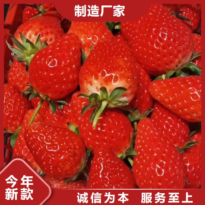 草莓專業(yè)生產(chǎn)廠家