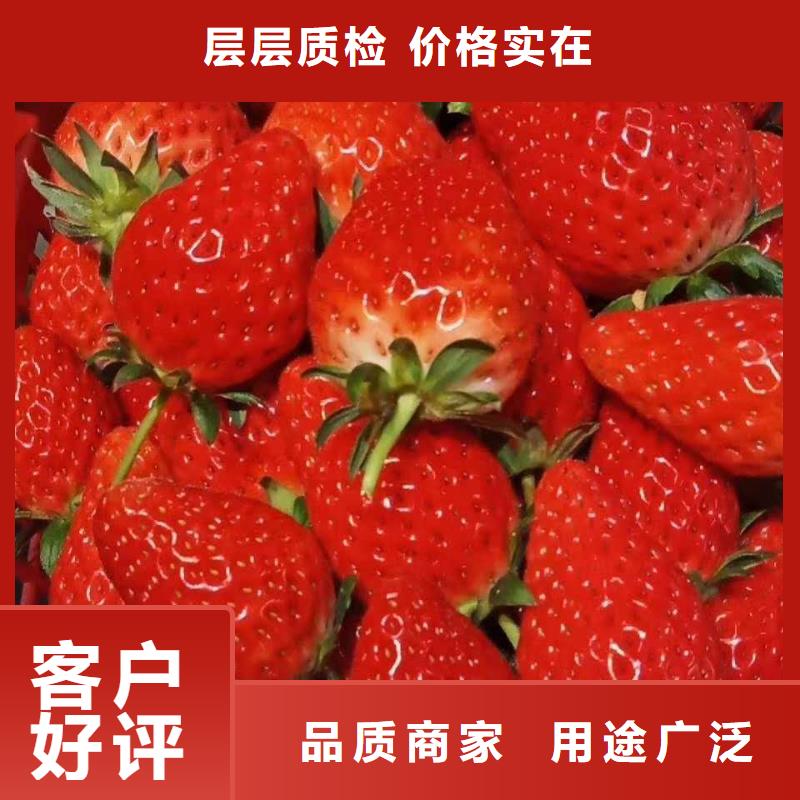 供應批發(fā)草莓廠家