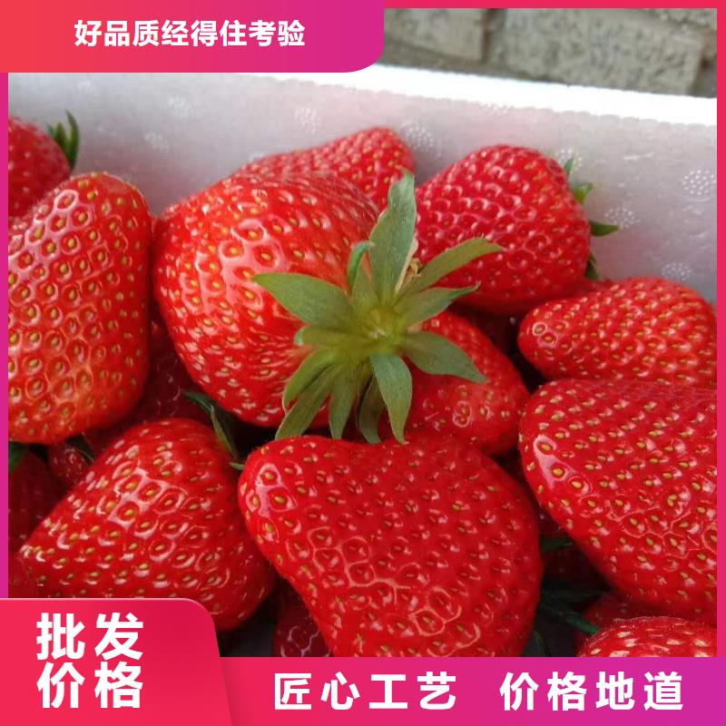 草莓廠家按需定制