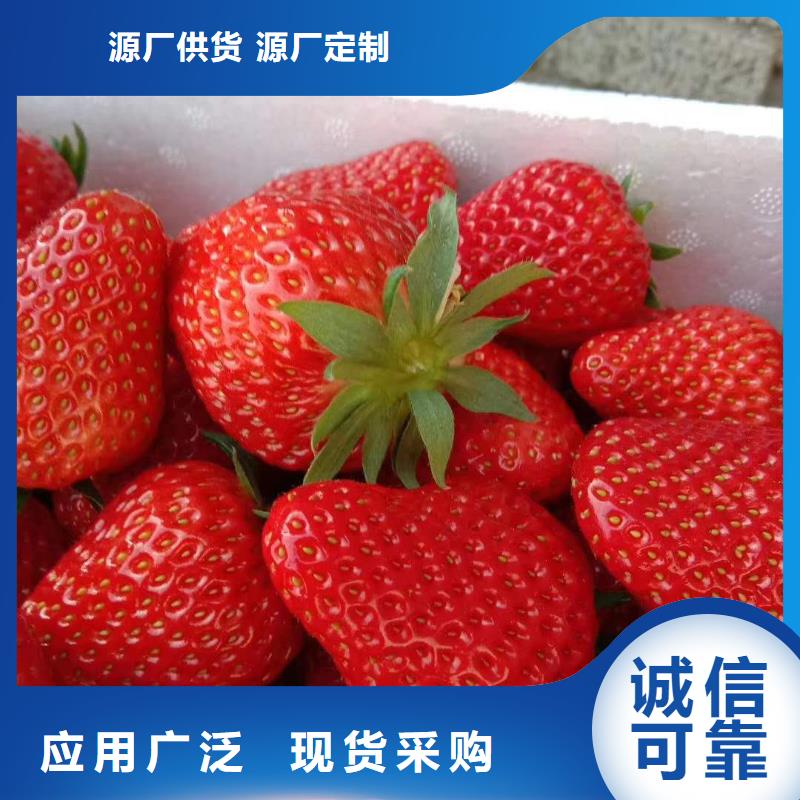 工程綠化苗木