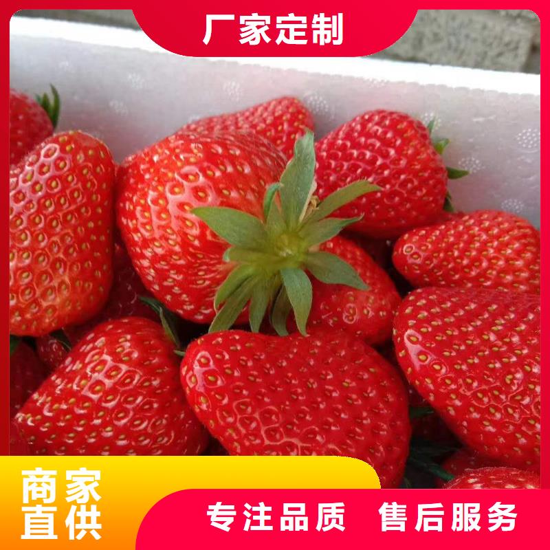 草莓廠家技術(shù)領(lǐng)先