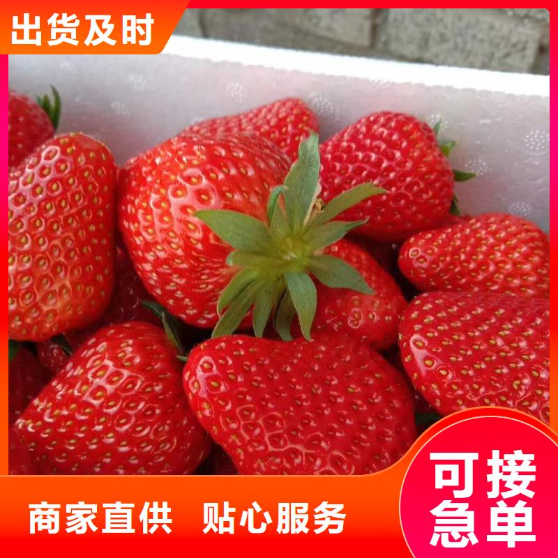 草莓-快來購買吧