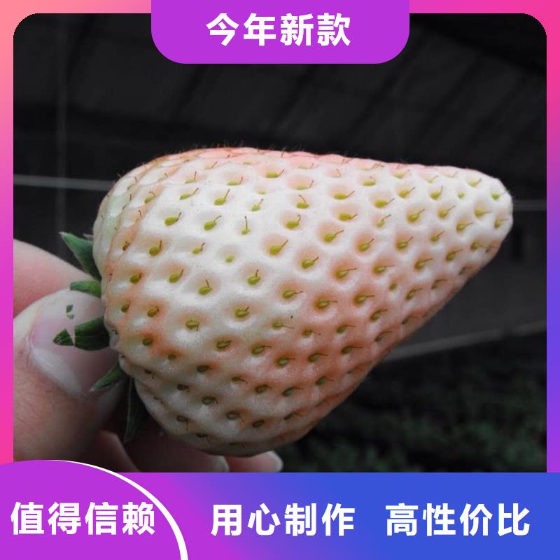 草莓多家合作案例