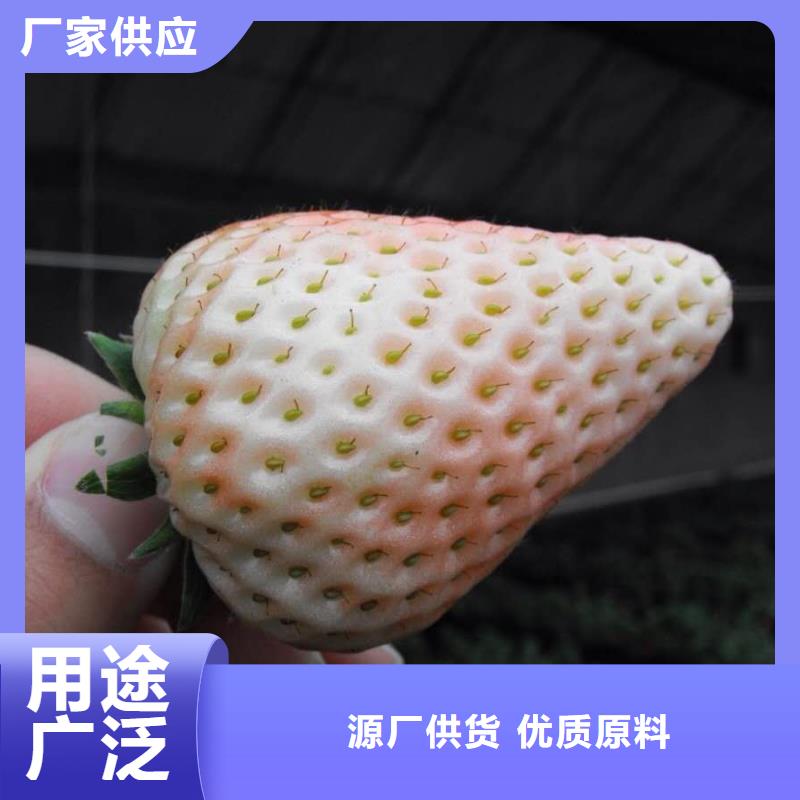 草莓好口碑