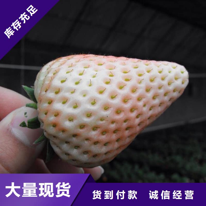 草莓-草莓歡迎您