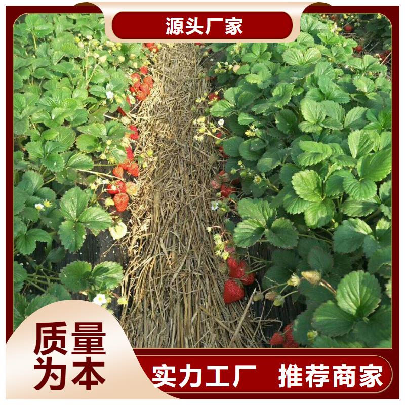 2025價(jià)格合理的##草莓廠家##免費(fèi)咨詢