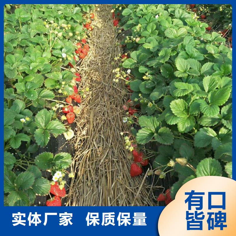 草莓定制-草莓廠家