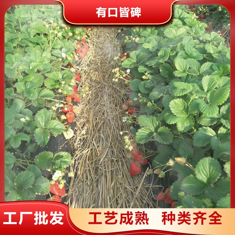 生產(chǎn)草莓的銷售廠家本地公司