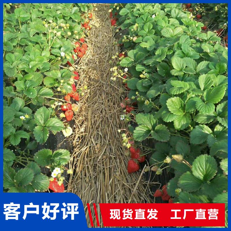 草莓工廠直供