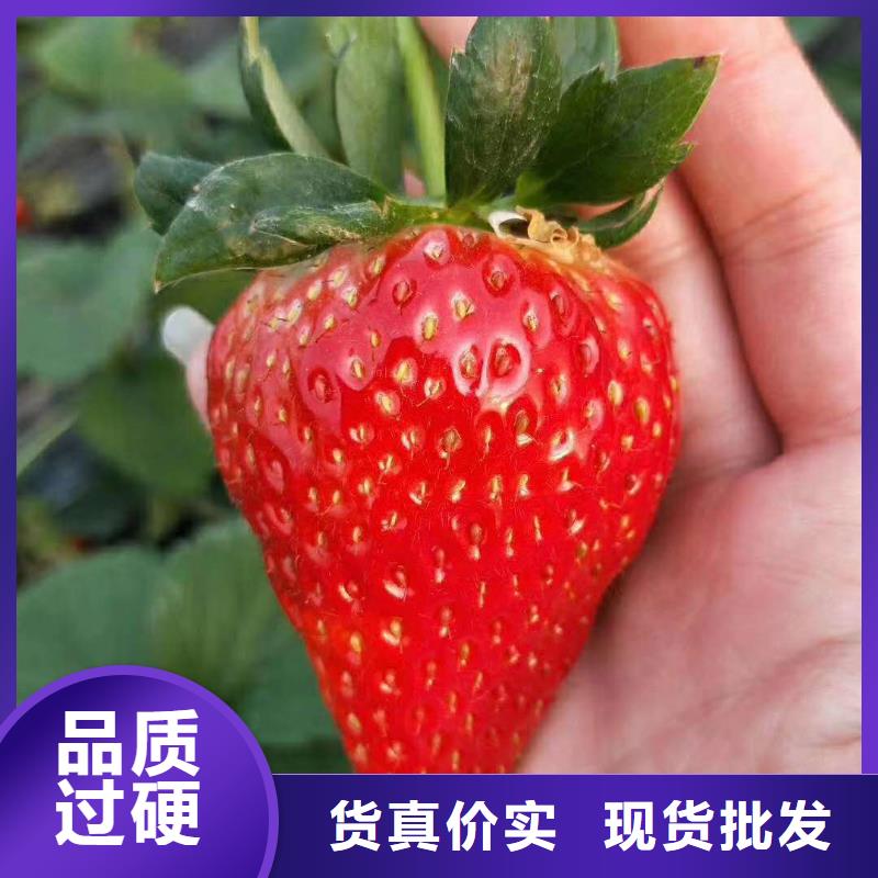草莓-為您