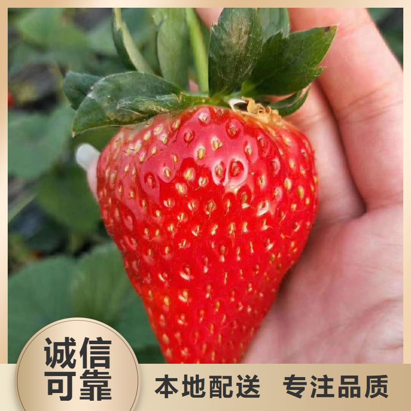 草莓-草莓保量