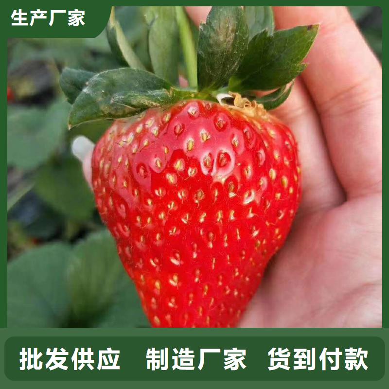 生產(chǎn)草莓的銷(xiāo)售廠家