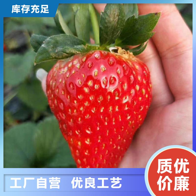 草莓品牌-廠家本地生產(chǎn)商