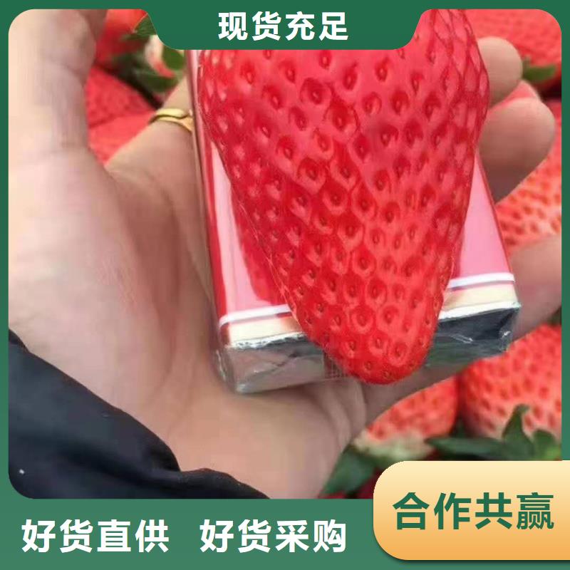 草莓價(jià)格-定制_潤鑫苗木種植銷售中心