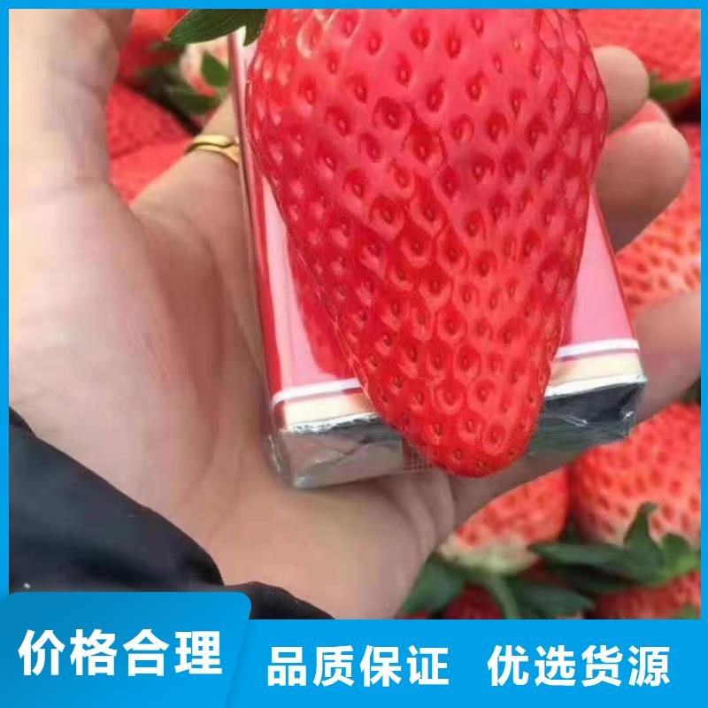 草莓現(xiàn)貨直銷廠家