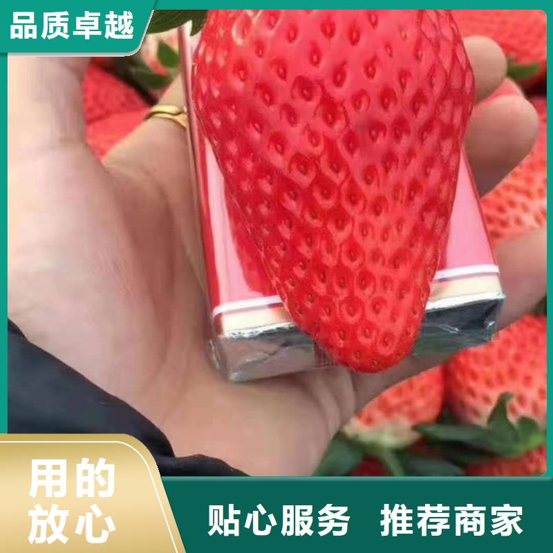 生產(chǎn)草莓的銷(xiāo)售廠家