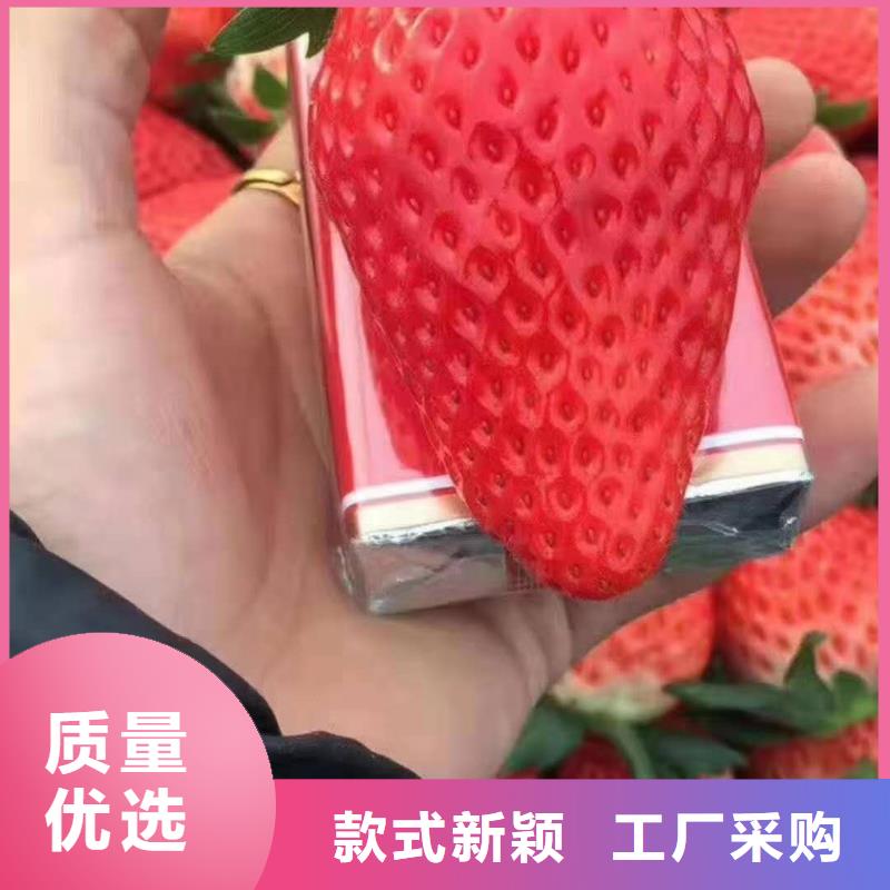 草莓-草莓保量實(shí)拍品質(zhì)保障