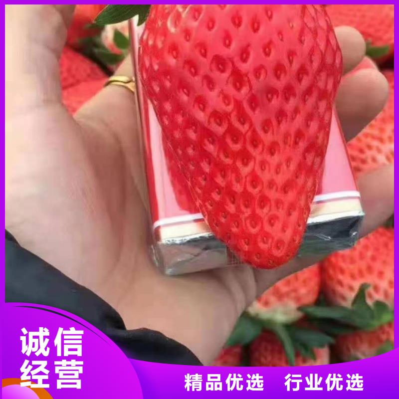 賣草莓的批發(fā)商