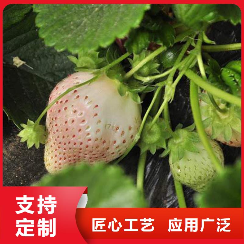 草莓大品牌有保證